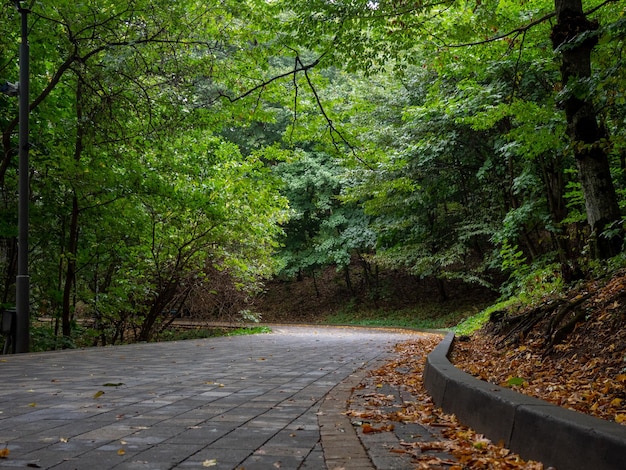 pasarela de pavimento en el bosque