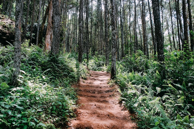 Foto pasarela en pine forest