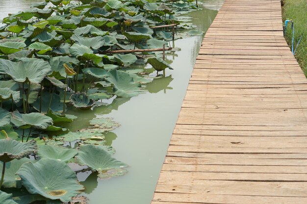 Pasarela de piso de madera en estanque