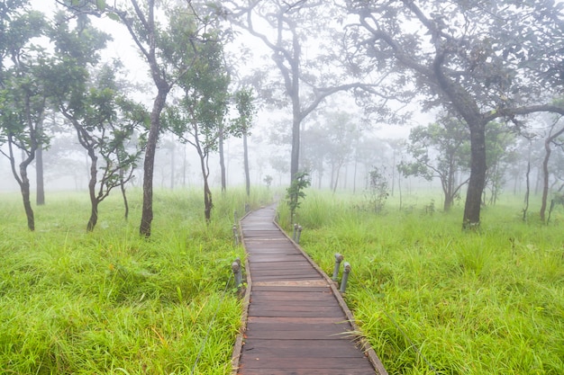 Pasarela de puente de madera