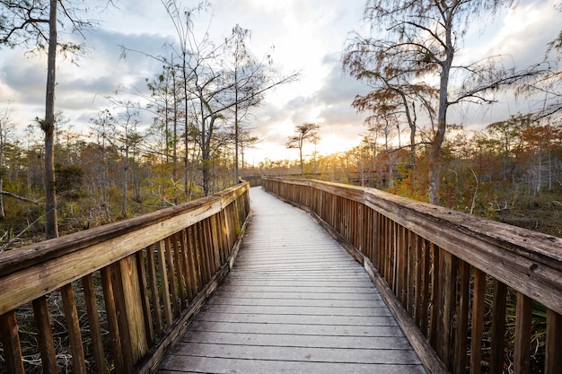 Pasarelas en el pantano en el Parque Nacional Everglades, Florida, Estados Unidos.