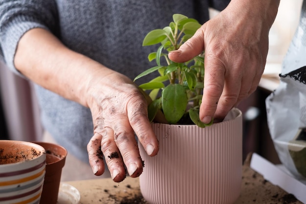 Foto pasatiempo en casa. mujer plantando una flor en una nueva maceta rosa