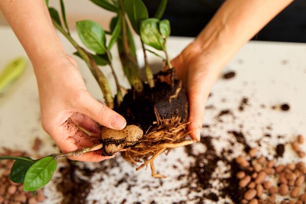 Pasatiempo por cultivar y cuidar las flores del hogar.