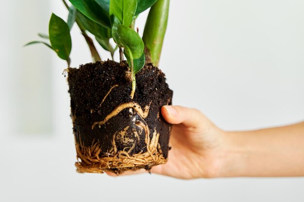 Pasatiempo por cultivar y cuidar las flores del hogar.