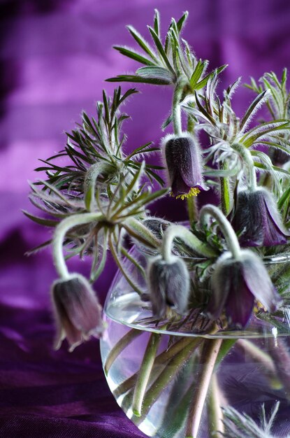 Paschblume in einer Glasvase auf dem Tisch