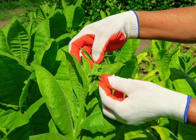 Pasching-Tabak auf einer Tabakfarm. Frau entfernt Seitentriebe auf Tabak