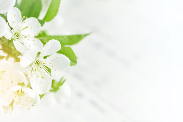Páscoa fundo Páscoa florescendo maçã branca ou cereja em flor em fundo de madeira branca Feliz Páscoa pano de fundo Dia Mundial do Meio Ambiente Páscoa Aniversário Dia das Mulheres feriado Mock up