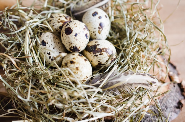 Pascua composición de huevos de codorniz en el nido.
