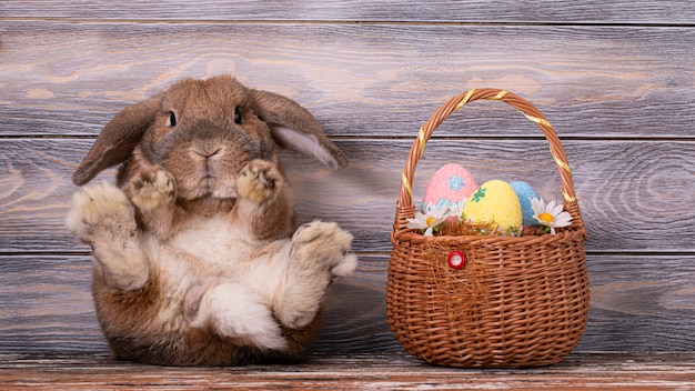 Pascua enano conejo raza ovejas se sienta en el parquet. Potentes patas traseras de conejo. El conejo de jengibre está mirando a la cámara. Canasta con huevos.