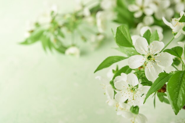 Pascua floreciendo manzana blanca o flor de cerezo en fondo verde Feliz Pascua trasfondo Primavera Pascua trasfondo Día Mundial del Medio Ambiente Pascua Cumpleaños Día de las Mujeres Feriado Vista superior