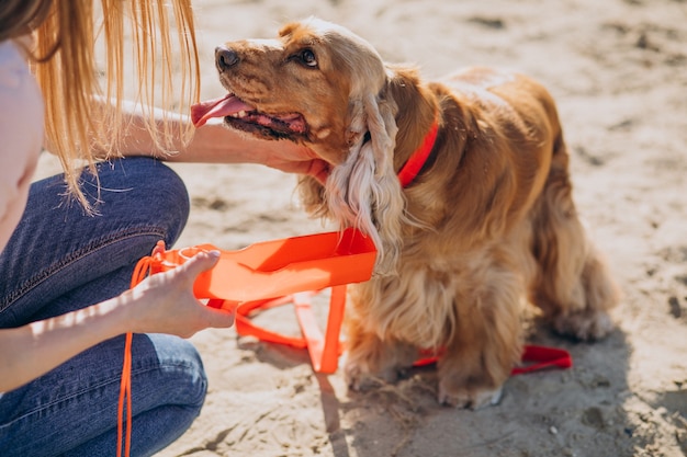 Paseador de mascotas dando un paseo con cocker spaniel