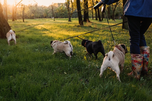 Paseador de perros paseador de perros profesional paseando a los perros en el parque Sunset de otoño caminando el paquete de matriz