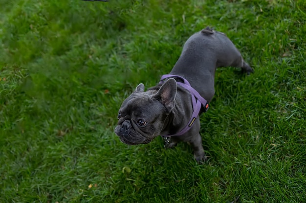 Paseando un bulldog francés negro en el parque en el césped