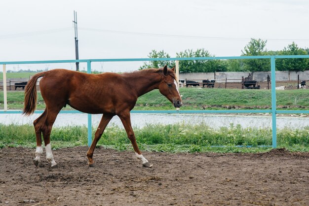 Paseando un caballo hermoso y saludable en el rancho. Ganadería y cría de caballos.