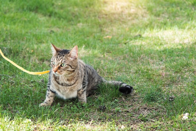 Paseando a un gato doméstico con un arnés amarillo El gato atigrado tiene miedo de estar al aire libre, se esconde en la hierba verde con cautela y curiosidad Enseñar a su mascota a caminar
