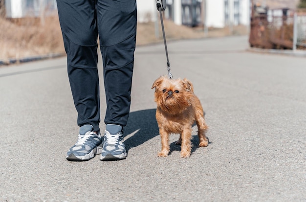 Pasear a un perro Grifón de Bruselas en la ciudad Perro y dueño de paseo