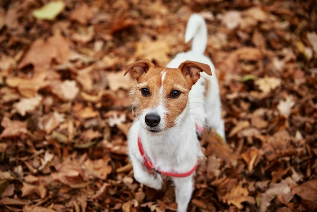 Pasear perros en el parque otoño