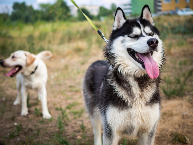 Un paseo amistoso de un Husky oscuro y un Labrador blanco