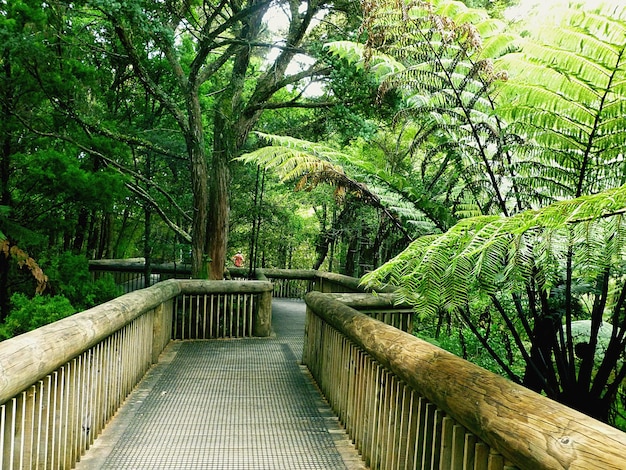 Foto paseo entre árboles y plantas en el bosque