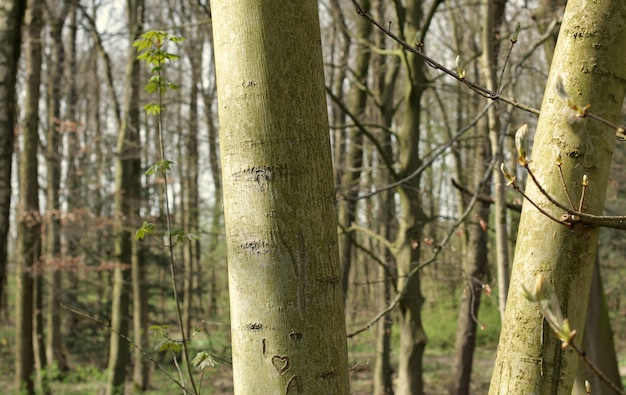 Un paseo por el bosque de amsterdam