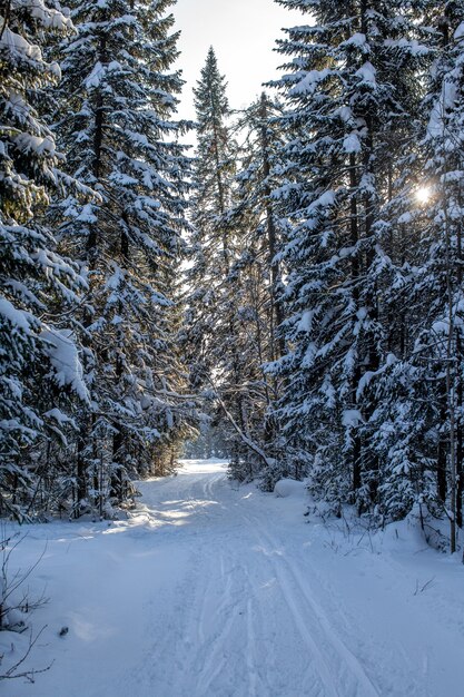 Un paseo por el bosque de invierno hermoso paisaje de invierno.