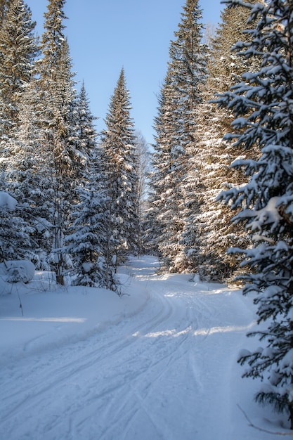 Un paseo por el bosque de invierno. Hermoso paisaje de invierno.