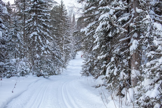 Un paseo por el bosque de invierno. Árboles de nieve y pista de esquí de fondo. Hermosos e inusuales caminos y senderos forestales. Hermoso paisaje de invierno.