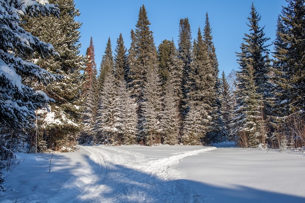 Un paseo por el bosque de invierno. Árboles de nieve y pista de esquí de fondo. Hermosos e inusuales caminos y senderos forestales. Hermoso paisaje de invierno.