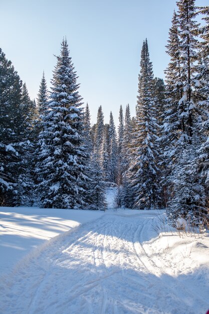 Un paseo por el bosque de invierno. Árboles de nieve y pista de esquí de fondo. Hermosos e inusuales caminos y senderos forestales. Hermoso paisaje de invierno.