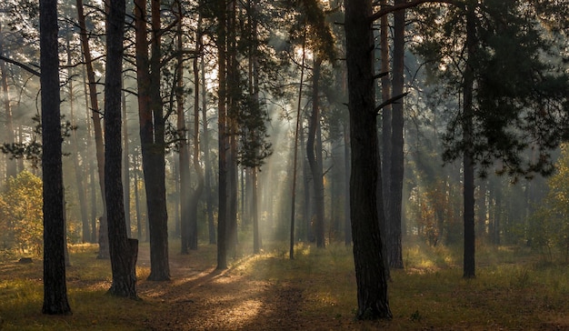 Paseo por el bosque de otoño. Colores de otoño. Luz de sol