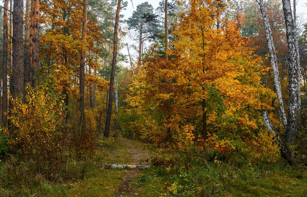 Paseo por el bosque de otoño. Colores de otoño. Nieblas de otoño. Colores de otoño