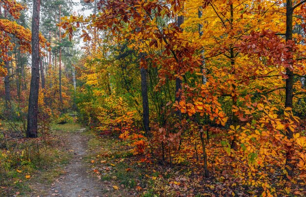 Paseo por el bosque de otoño. Colores de otoño. Nieblas de otoño. Colores de otoño