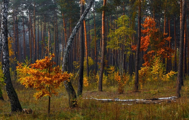 Paseo por el bosque de otoño. Colores de otoño. Nieblas de otoño. Colores de otoño