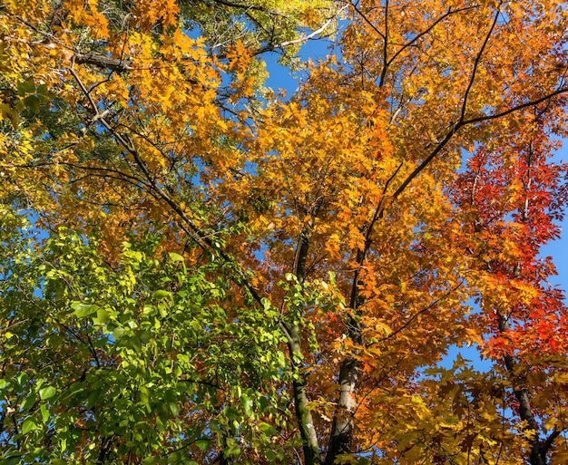 Paseo por el bosque de otoño. Colores de otoño. Nieblas de otoño. Colores de otoño