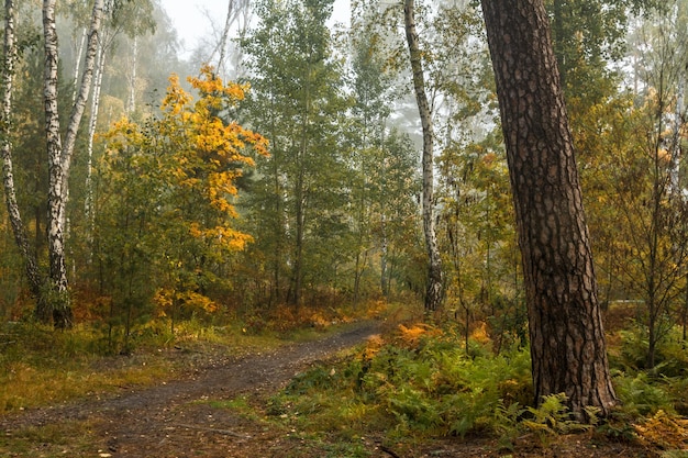 Paseo por el bosque de otoño. Colores de otoño. Nieblas de otoño. Melancolía.