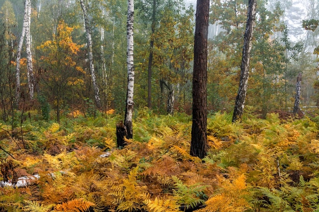 Paseo por el bosque de otoño. Colores de otoño. Nieblas de otoño. Melancolía.