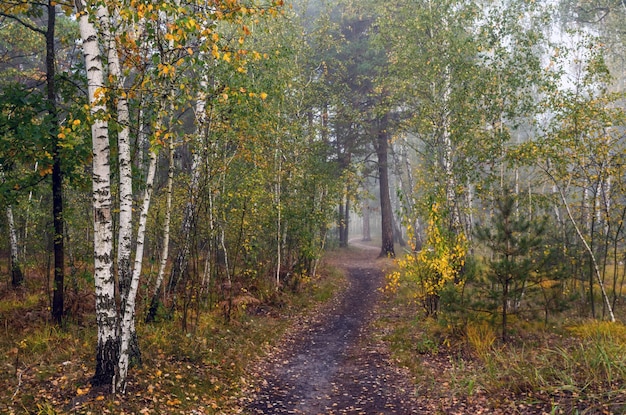 Paseo por el bosque de otoño. Colores de otoño. Nieblas de otoño. Melancolía.