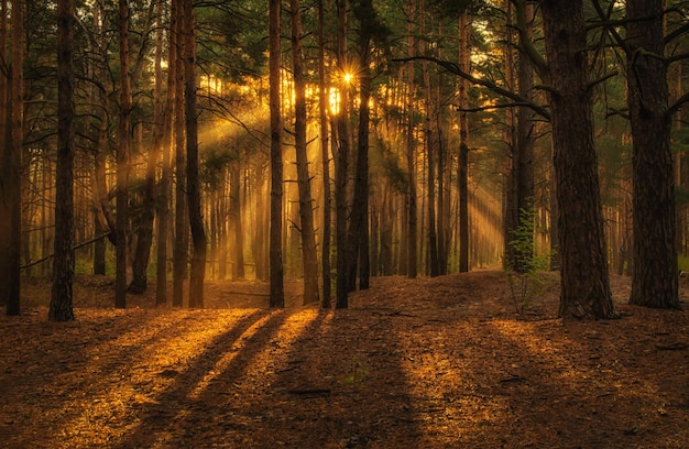 Paseo por el bosque de otoño. Mañana. Luz de sol. rayos de sol