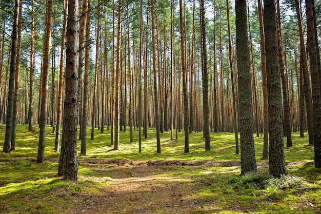 Paseo por el bosque de pinos en el bosque troncos de árboles Bosque misterioso