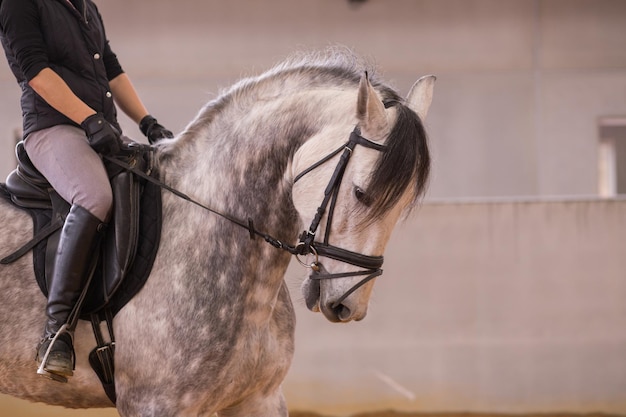 Paseo a caballo profesional disciplina de equitación caballo andaluz español puro en una pequeña empresa doma de paso de mujer hispana