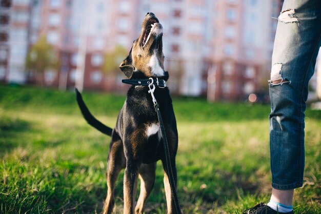 un paseo con un cachorro de perro joven en la naturaleza