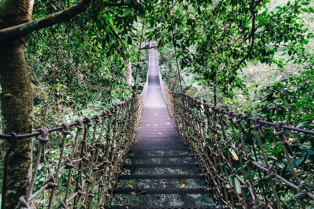 Paseo por el cielo en la jungla