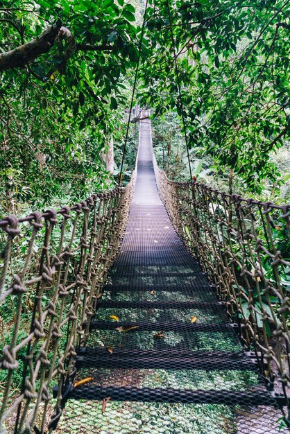 Paseo por el cielo en la jungla