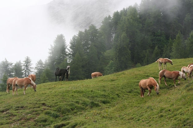 Paseo por los Dolomitas italianos