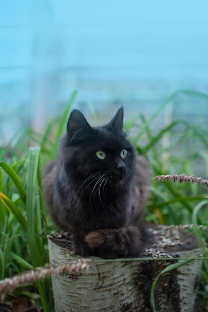 Paseo de gato negro en flores de colores y bokeh verde en el fondo Gato negro hermoso y plantas florecientes en el jardín Paseo de gatito en paisaje de verano