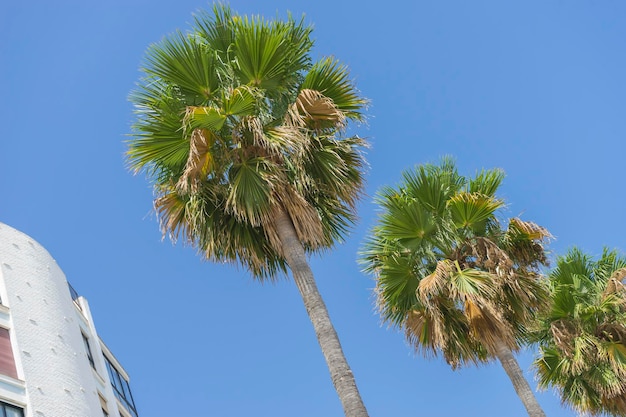 Foto paseo a lo largo del mar de palmeras en marbella andalucia españa