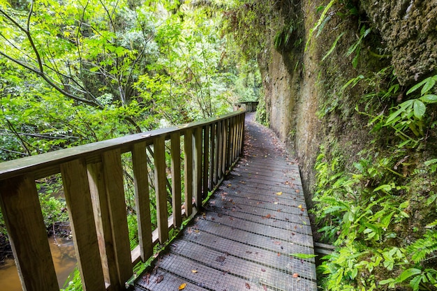 Paseo de madera en el bosque.