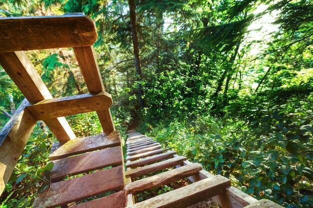 Paseo de madera en el bosque.