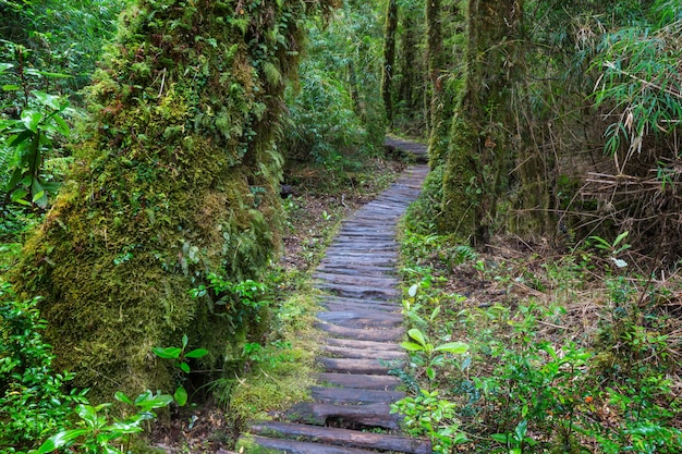 Paseo de madera en el bosque.