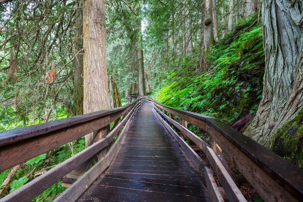 Paseo de madera en el bosque.